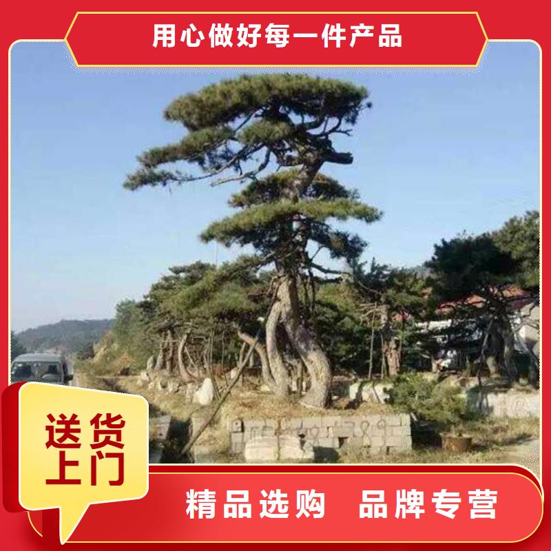 造型松-造型黑松按需定做