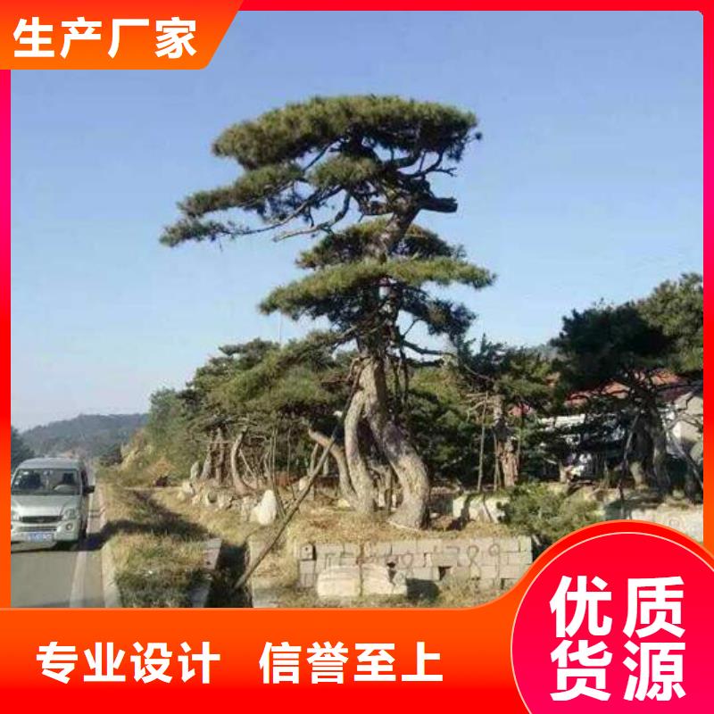 造型松平顶松用心做品质