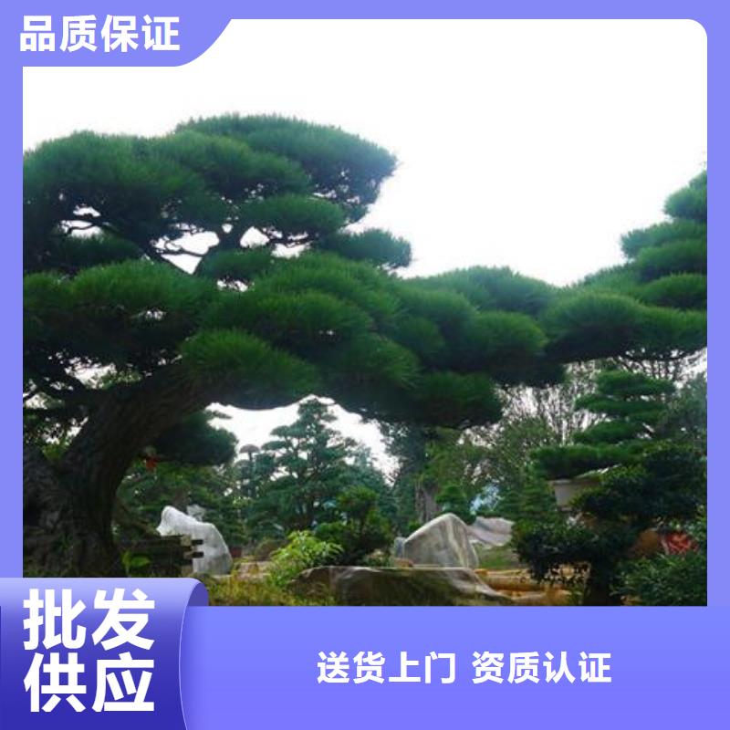 造型松平顶松可定制
