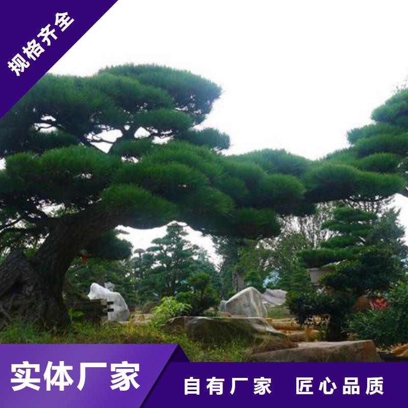  造型松快速物流发货