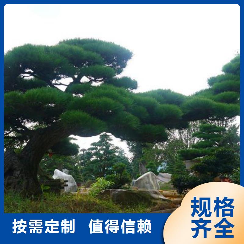 造型松【迎客松】品质做服务