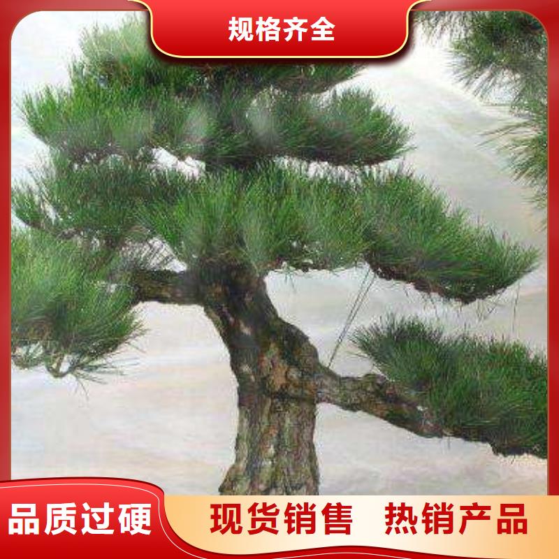 造型松造型池松设备齐全支持定制