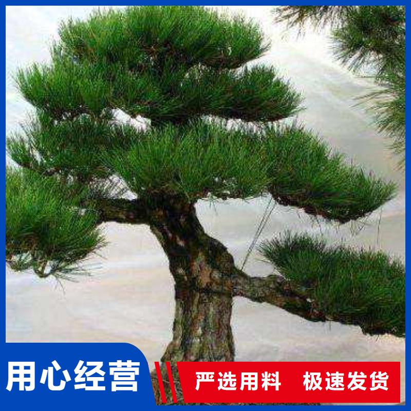造型松迎客松价格低