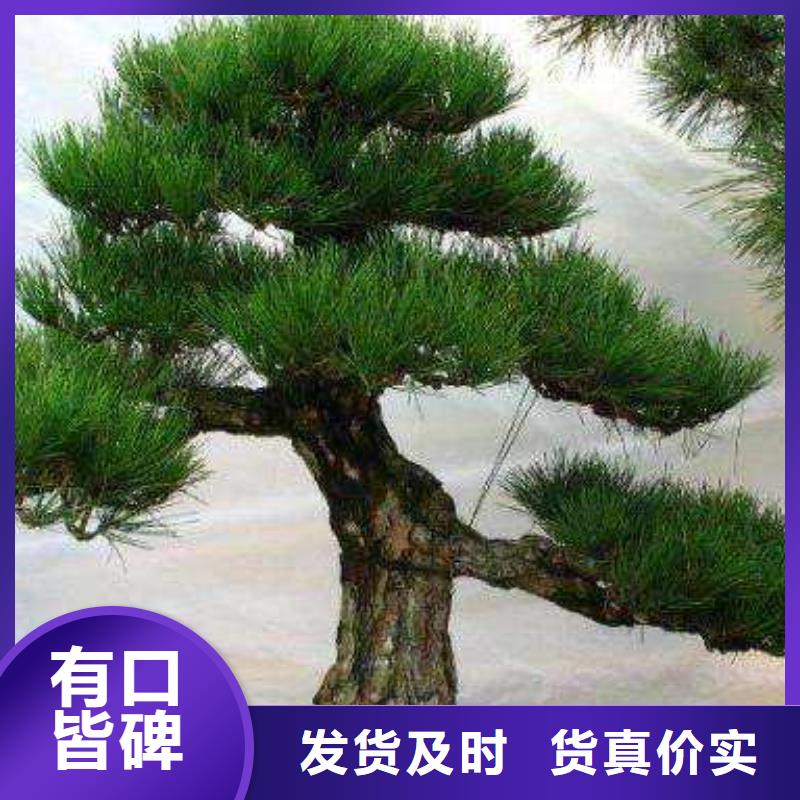 造型松,造型黑松畅销本地