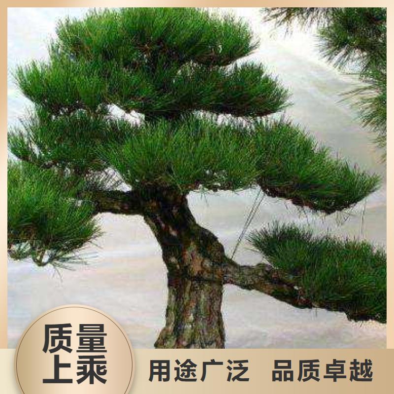 造型松盆景高品质诚信厂家