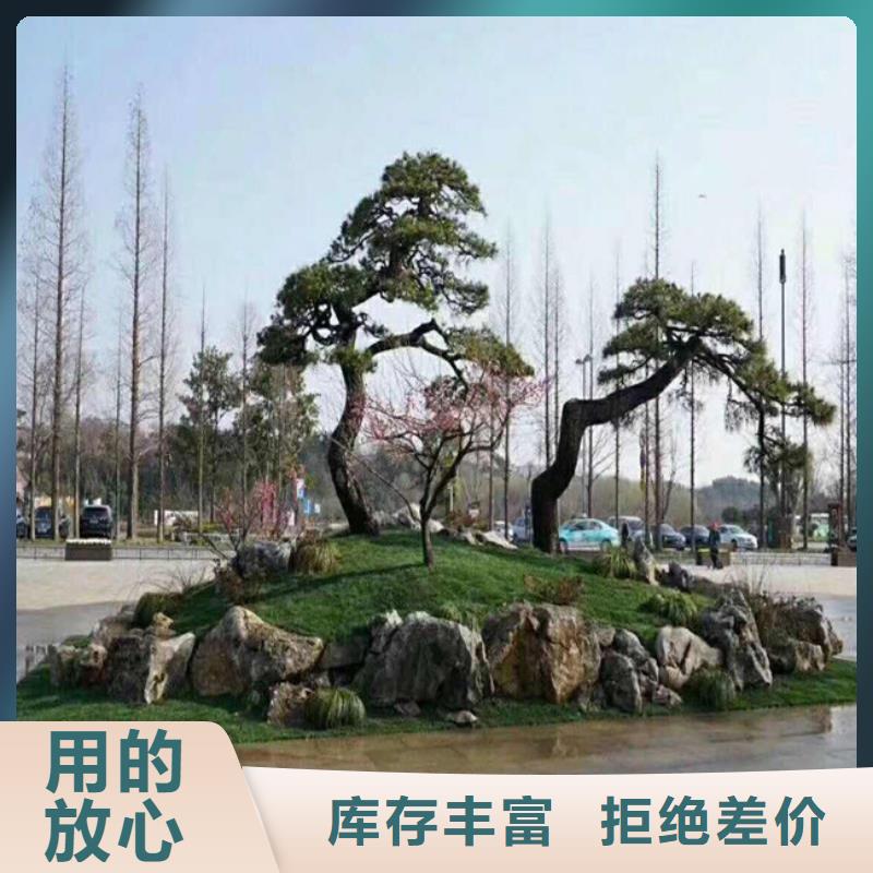造型松,平顶松种类齐全
