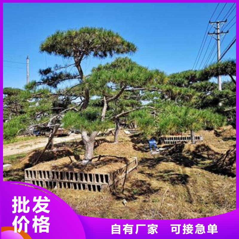  造型松满足多种行业需求