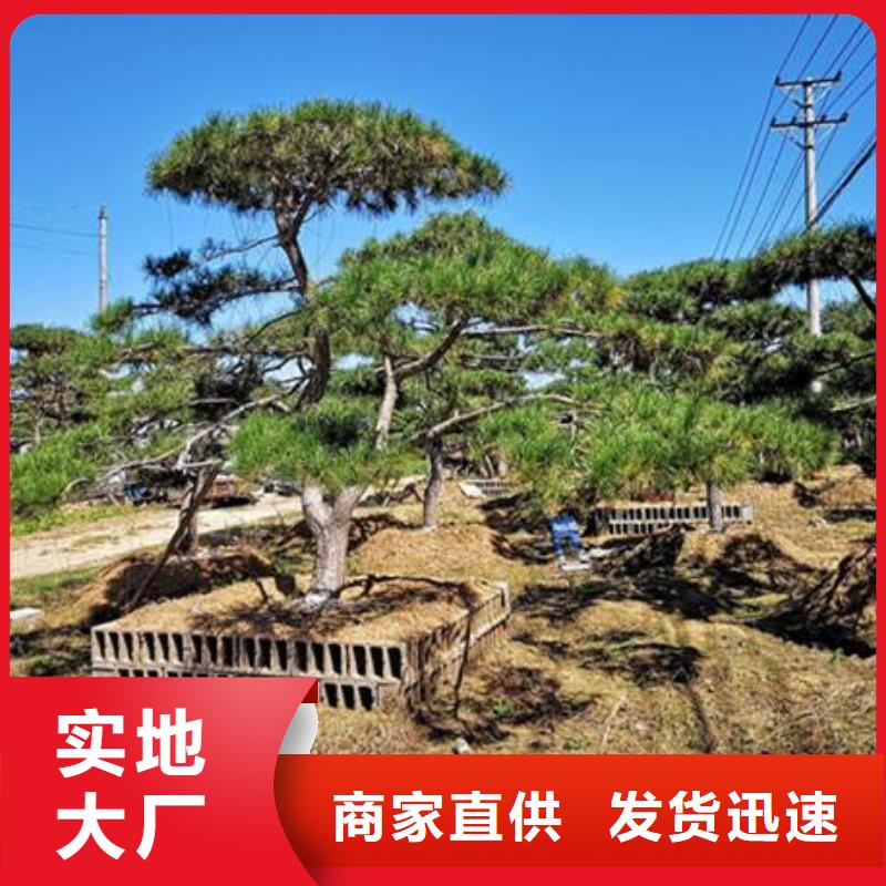 造型松迎客松厂家直销省心省钱
