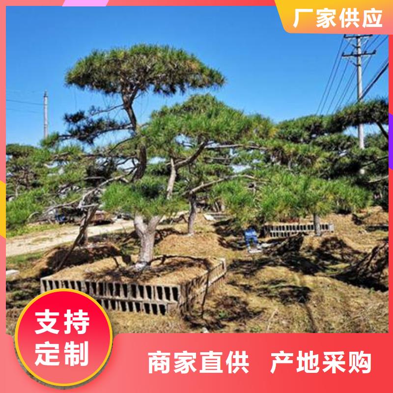 造型松,盆景供应商
