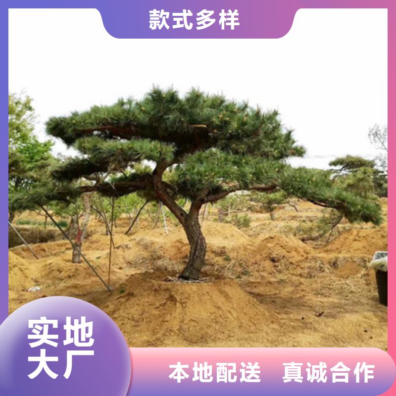 造型松,造型黑松市场报价