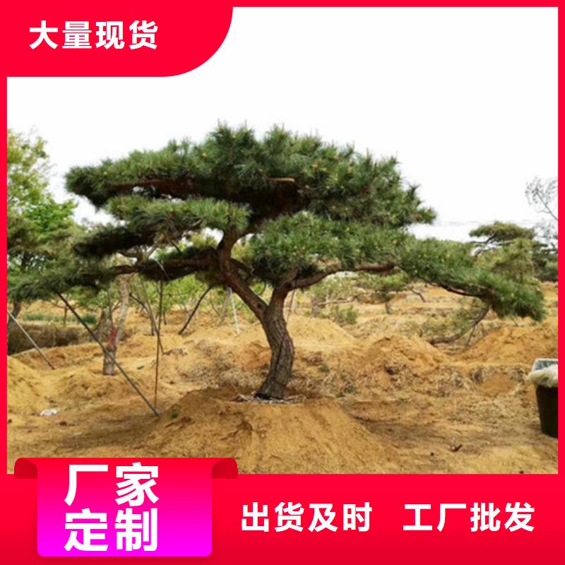 造型松平顶松订制批发
