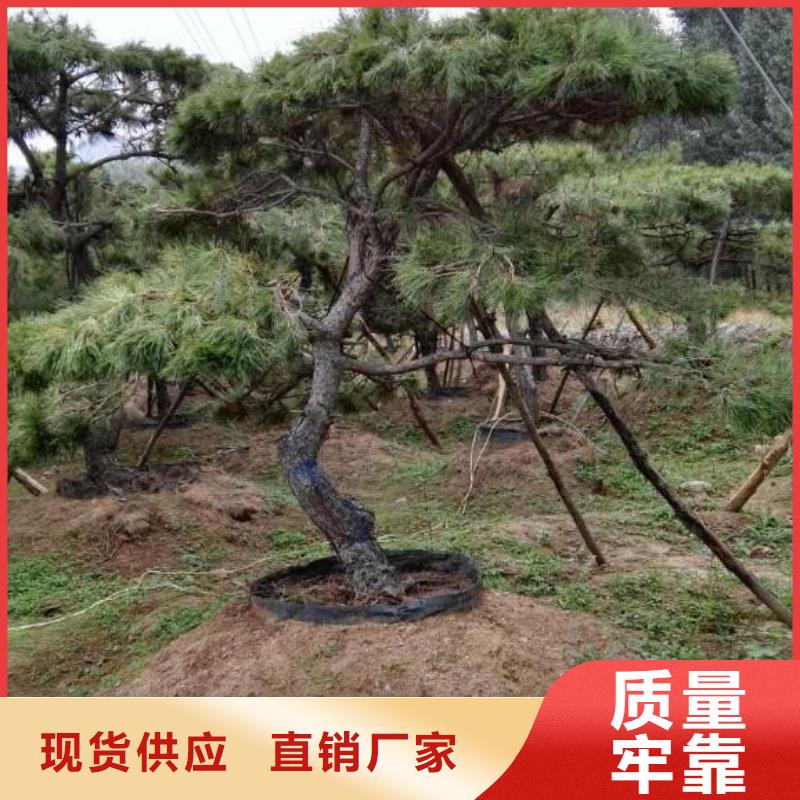  造型松实力厂家直销