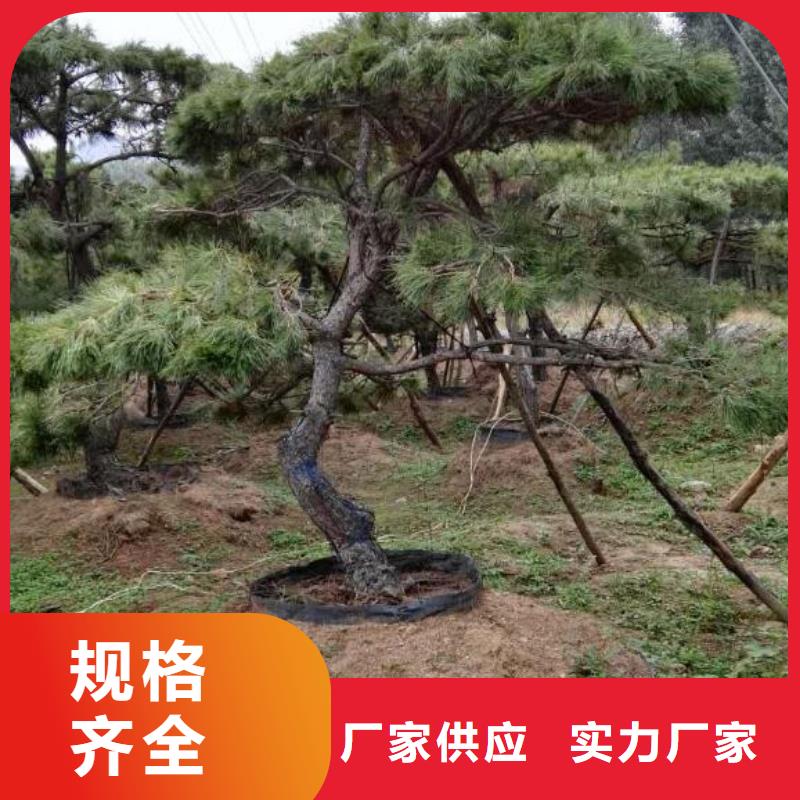 造型松,造型油松定金锁价