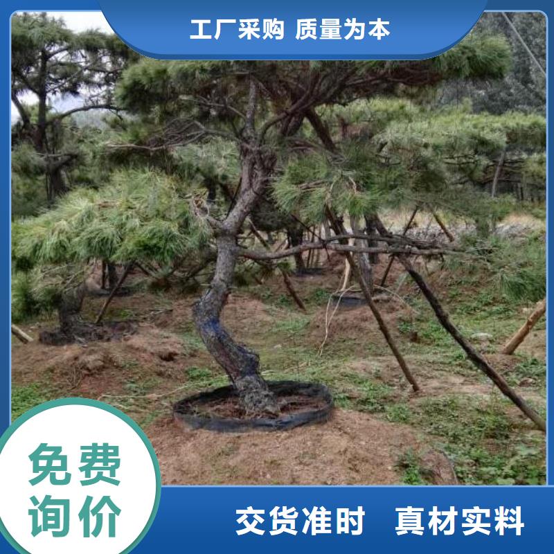  造型松定制零售批发