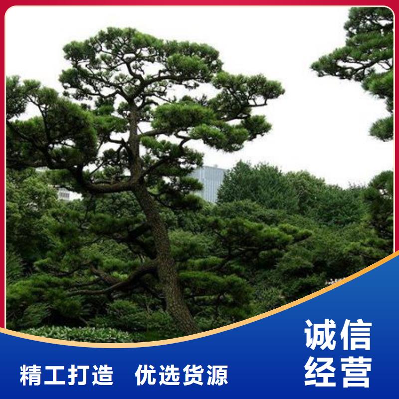 造型松造型池松高性价比