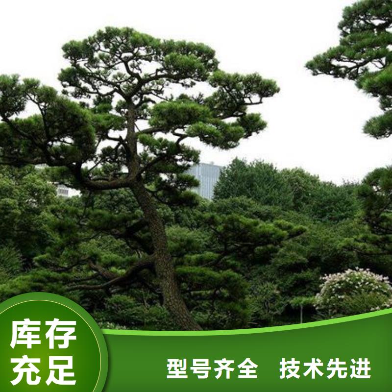 造型松古桩卓越品质保障