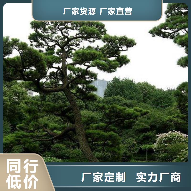 造型松,平顶松选择大厂家省事省心