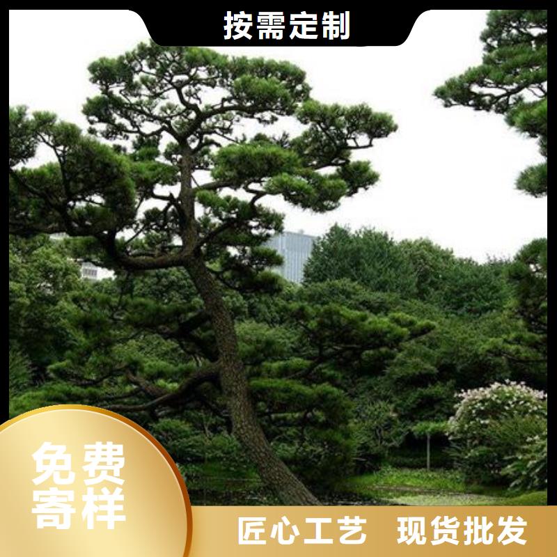 造型松经营造型松一个起售