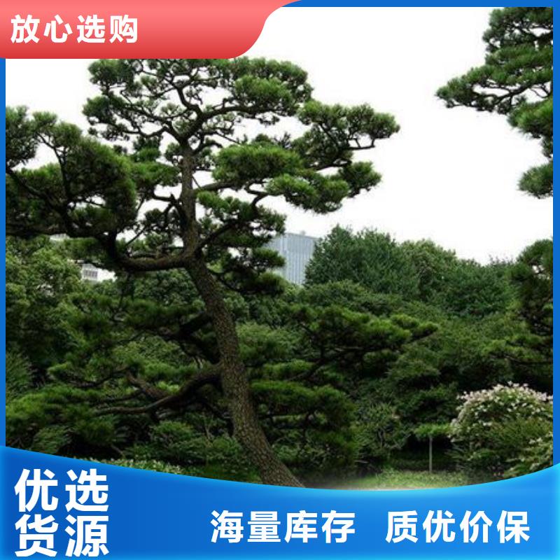  造型松价格低
