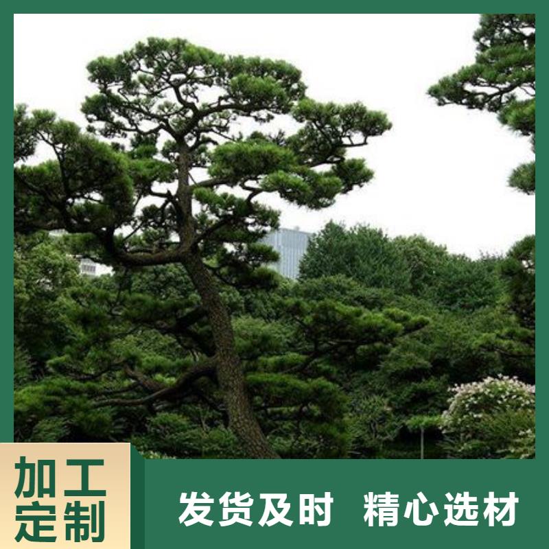 造型松平顶松订制批发