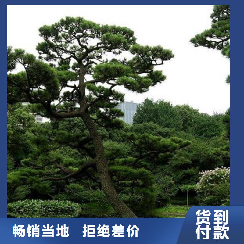 造型松平顶松真材实料