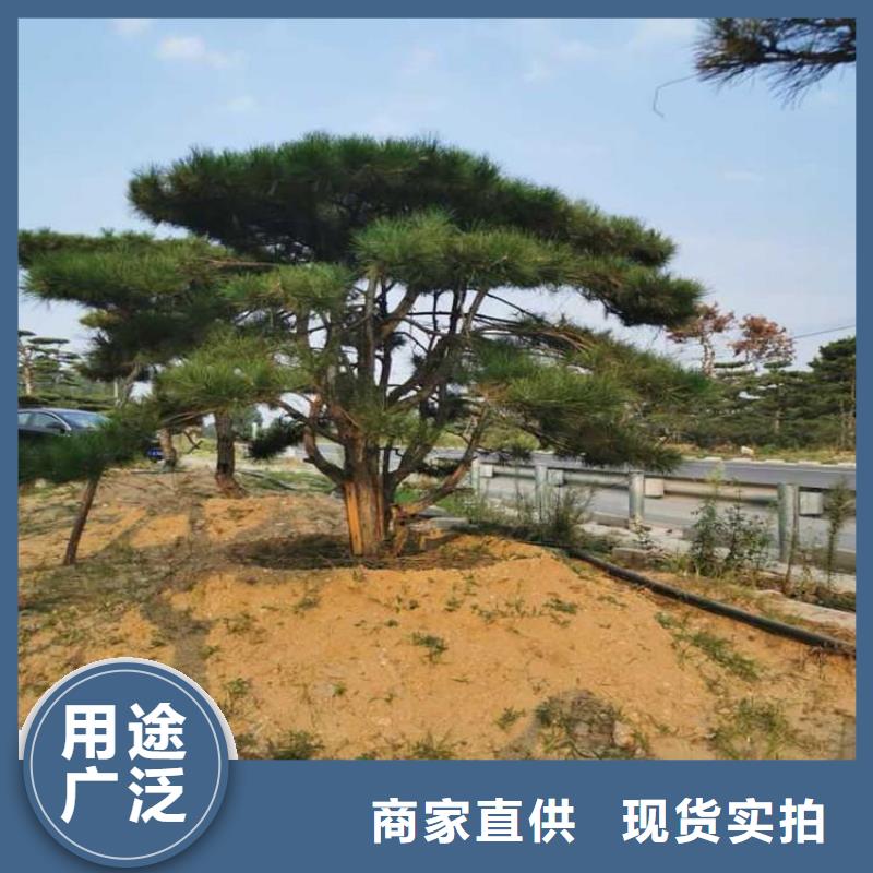  造型松品质优选