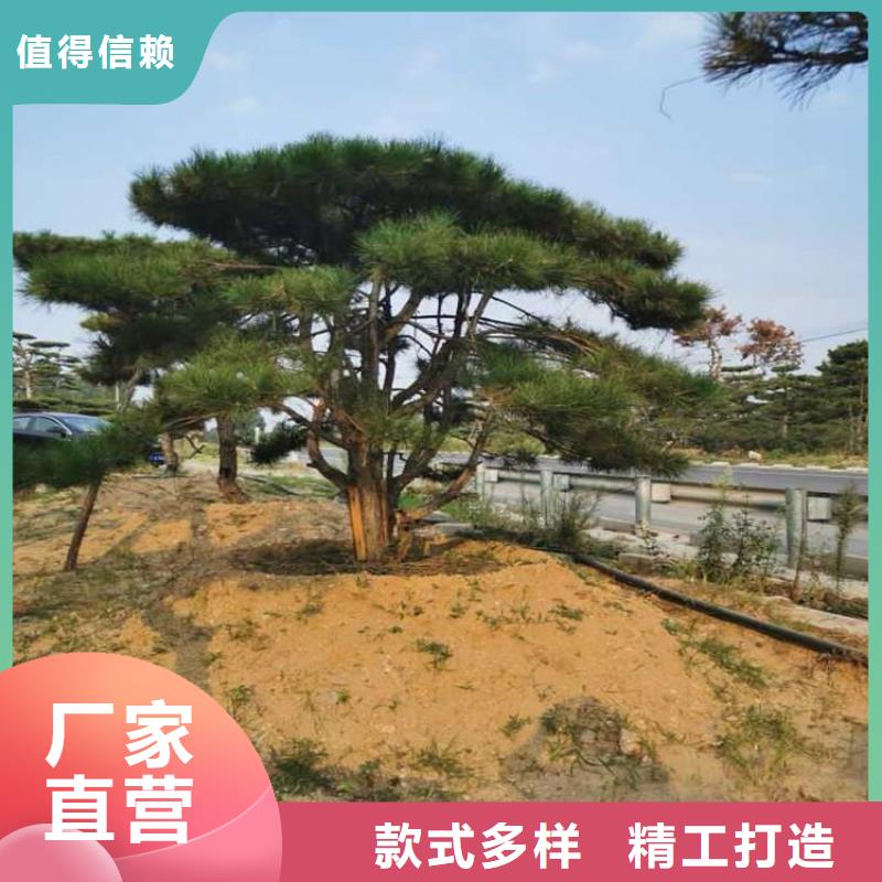 【造型松古桩欢迎来电咨询】