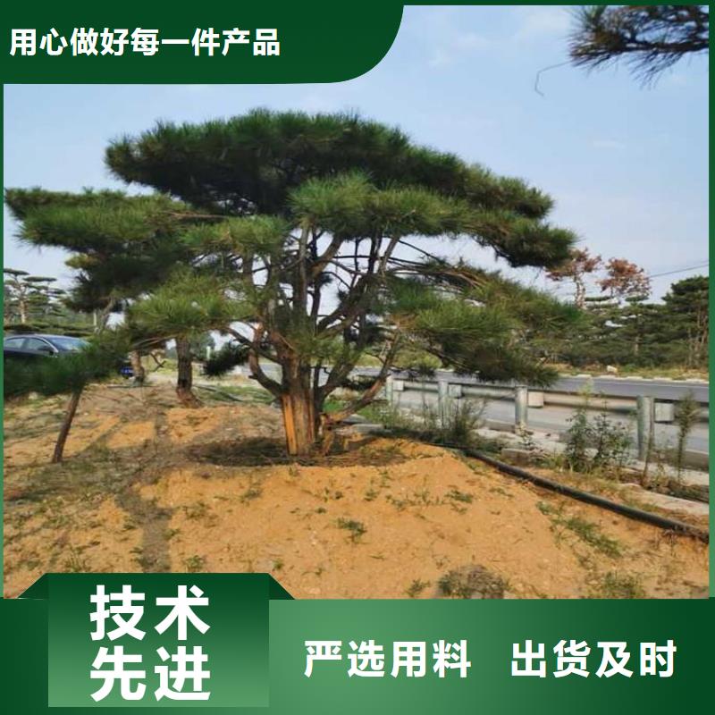 造型松-造型池松来电咨询
