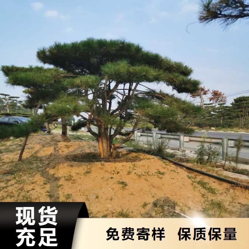  造型松当日价格