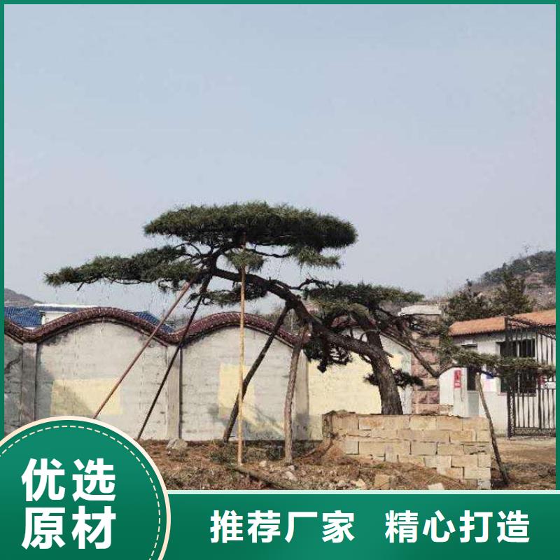 造型松盆景高品质诚信厂家