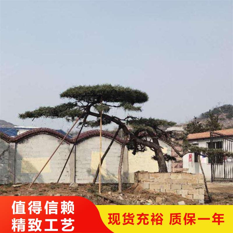 造型松-古桩颜色尺寸款式定制