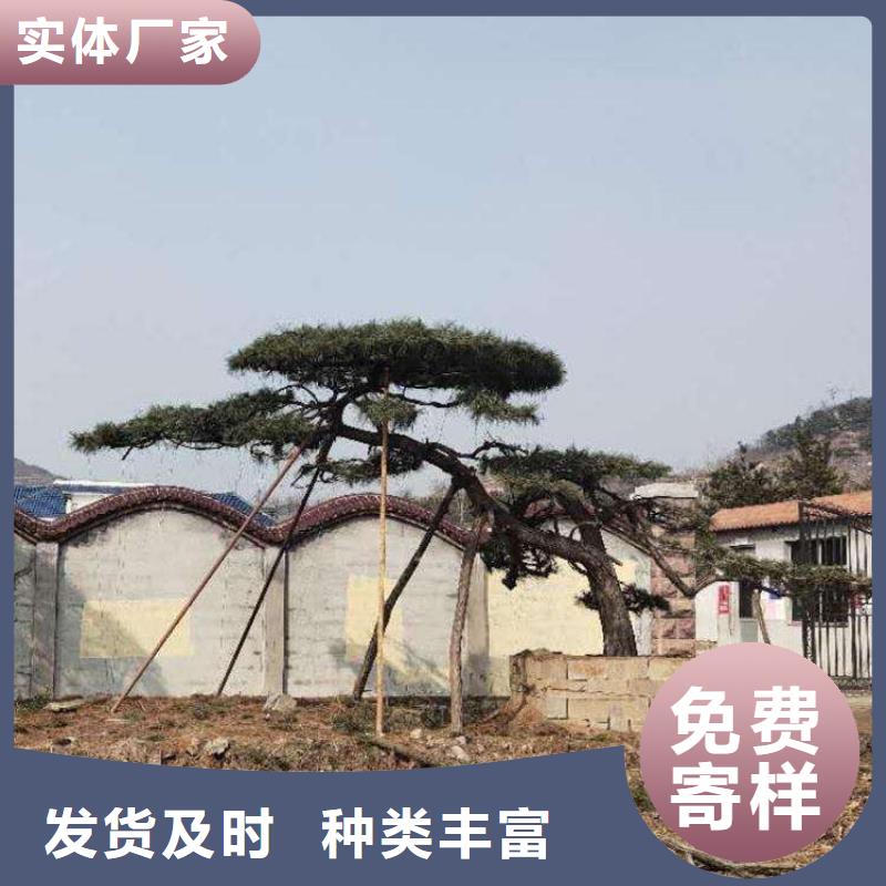 造型松,造型黑松畅销本地