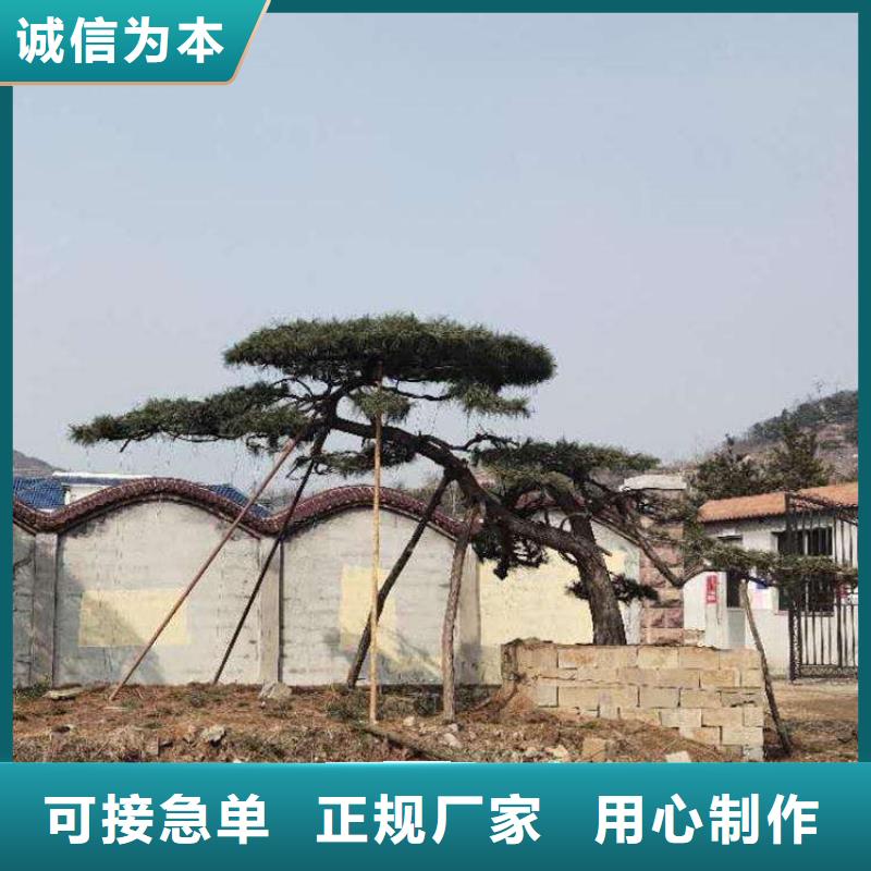 造型松-平顶松真正让利给买家