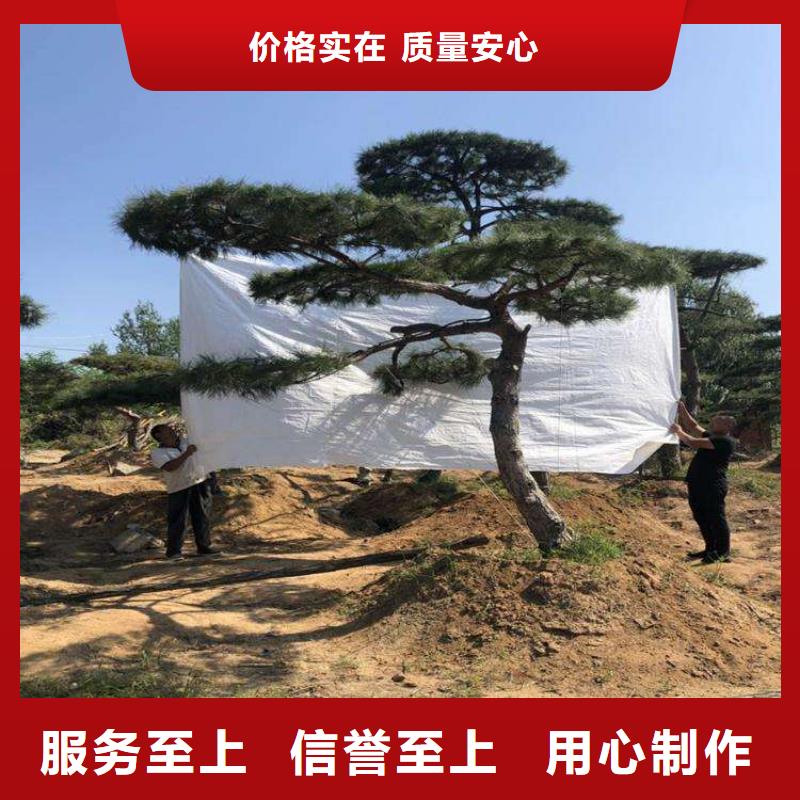  造型松定制零售批发