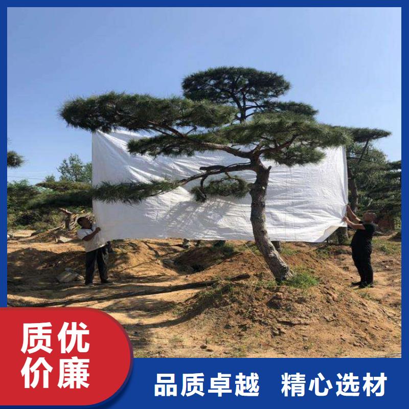 造型池松-视频-造型池松_山西省运城市市场覆盖河津|绛县|阳泉|吕梁|太原|临汾等