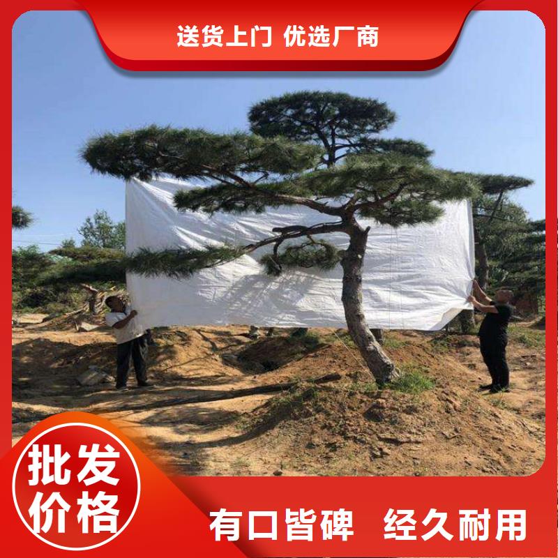 造型松-造型松价格追求品质