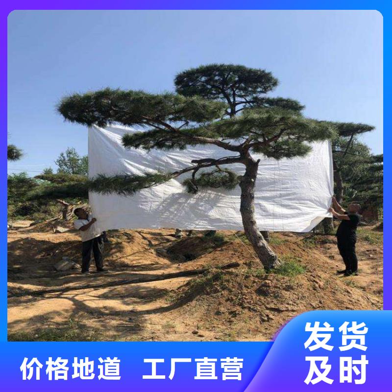 造型松造型松基地自产自销