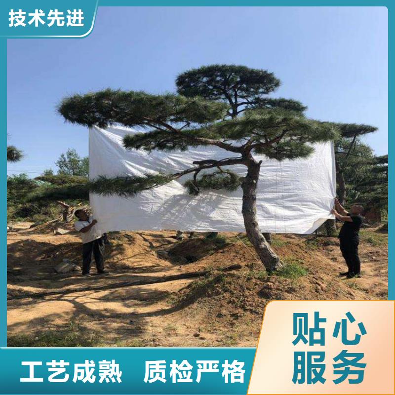 造型池松-视频-船山|蓬溪|巴中|成都|雅安|凉山东实造型池松_ 东实园林绿化(遂宁市分公司)