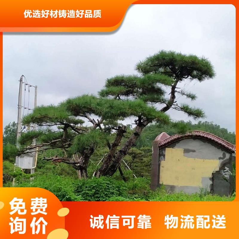 造型松造型油松生产加工