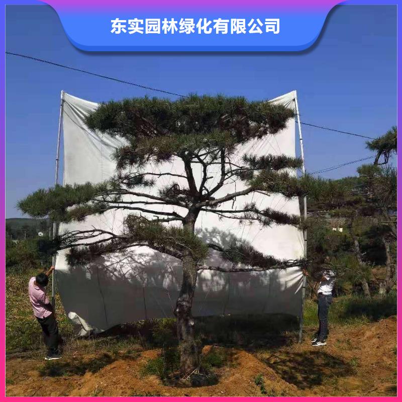 造型松 造型油松敢与同行比服务