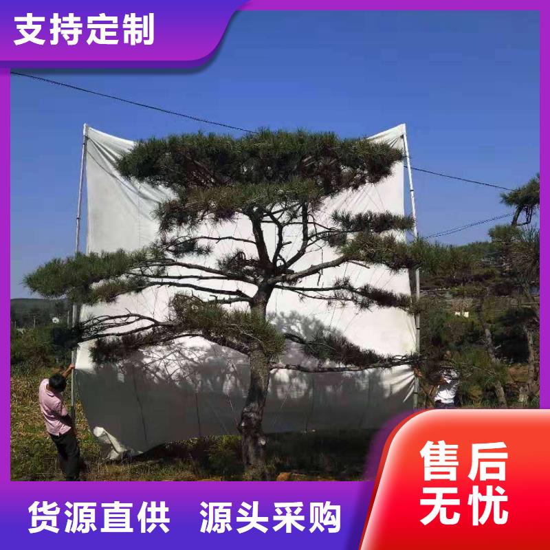 【造型松迎客松细节之处更加用心】