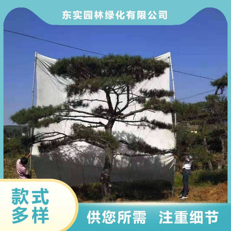 造型松平顶松可定制