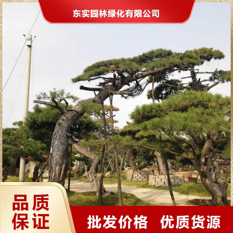 造型松-奇石支持非标定制