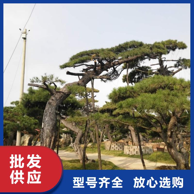 【造型松】-造型池松畅销当地