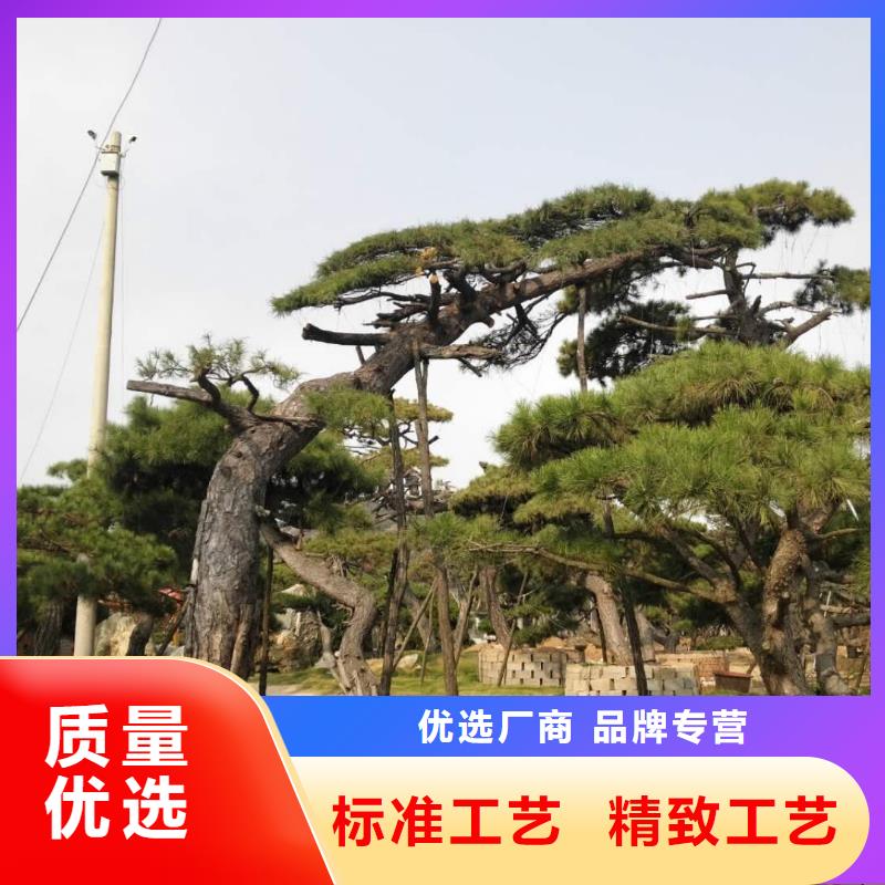 造型松奇石精选货源