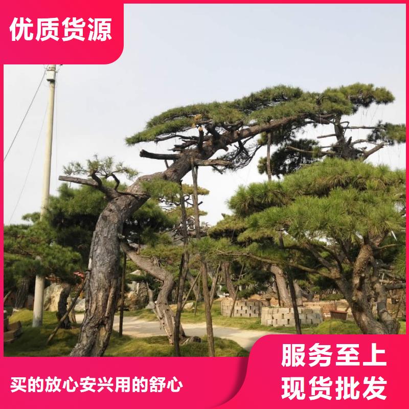 造型松盆景高品质诚信厂家