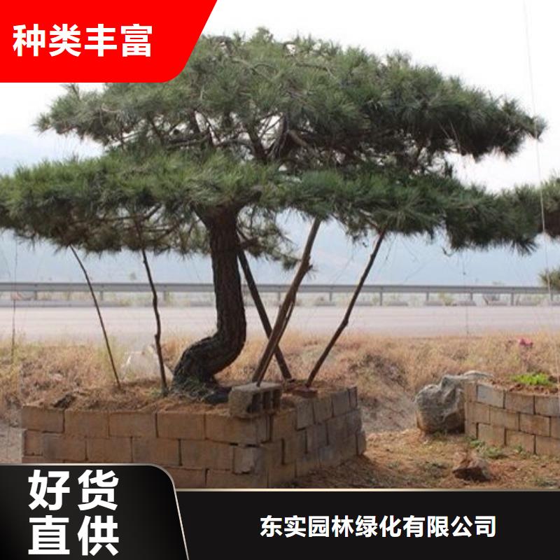 造型松造型池松大厂家实力看得见