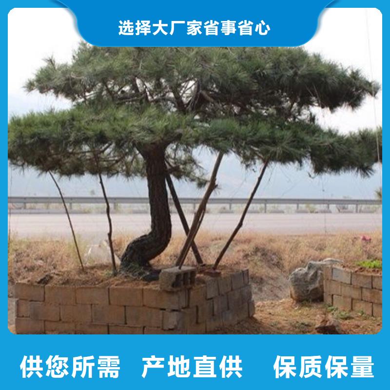 造型松平顶松可定制