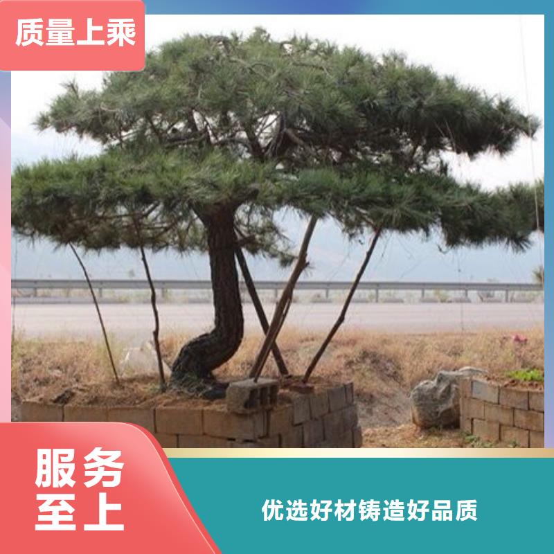  造型松生产型