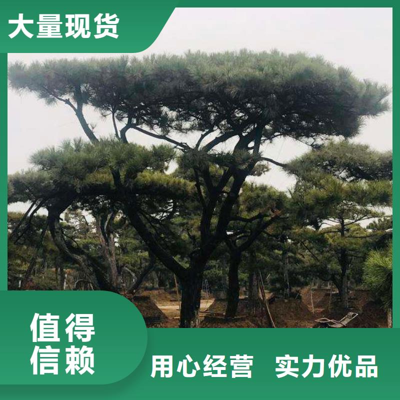 造型池松-视频-造型池松_山西省运城市市场覆盖河津|绛县|阳泉|吕梁|太原|临汾等